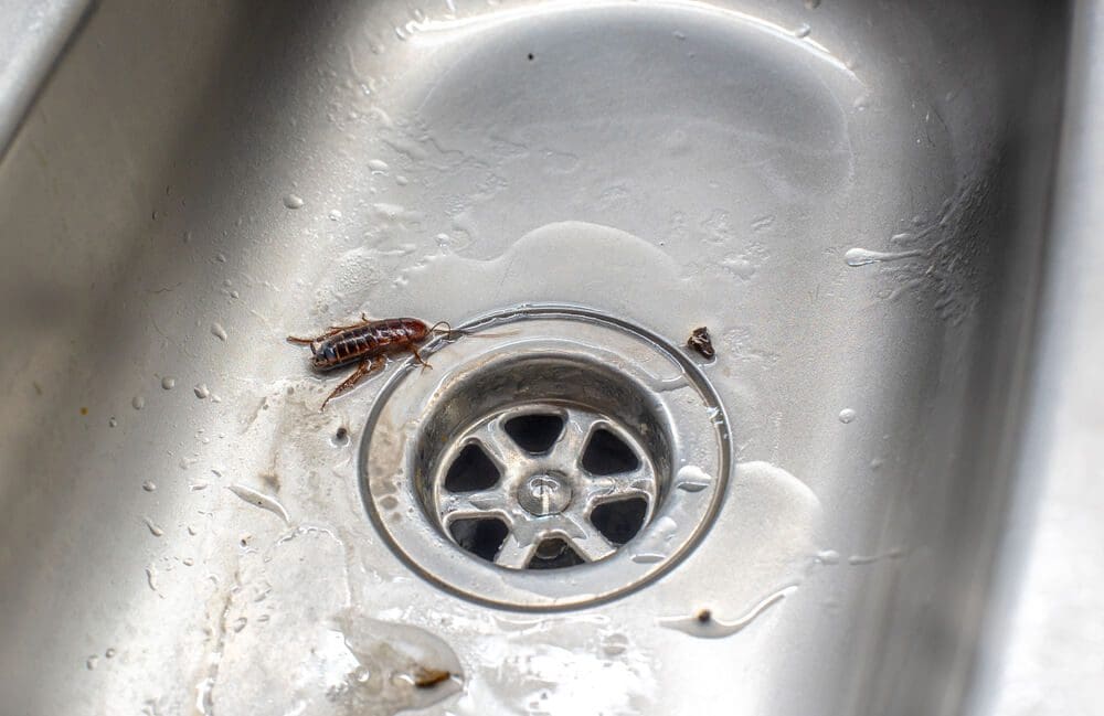 cockroaches in drains