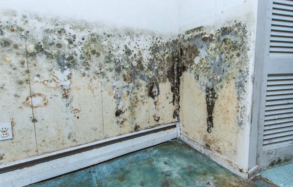 mold and mildew on walls