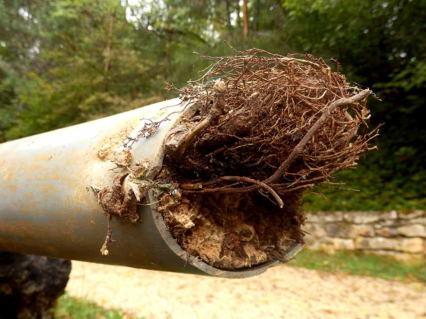tree roots inside the pipe